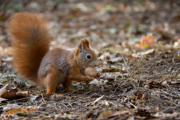 Naklejka na ściany i meble Squirrel with a nut. Czech Republic.