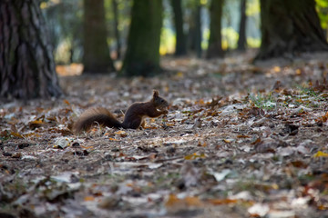 Squirrel in forest. Czech Republic.