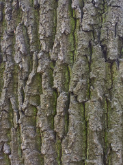Fototapeta premium Old oak bark with textured embossed pattern
