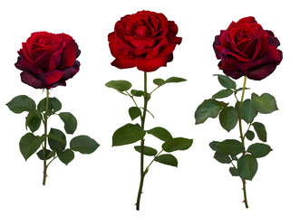 Obraz premium Kolaż ciemnoczerwonej róży z zielonymi liśćmi