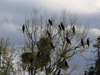 Nids de grands cormorans sur le Cher en touraine. France