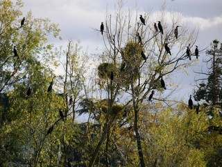 Nids de grands cormorans sur le Cher en touraine. France