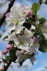 Apple flowers