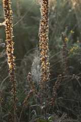 Morning dew on cob web