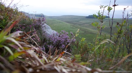 Northumbrian land scape
