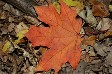 Yellow leaves in the autumn forest.