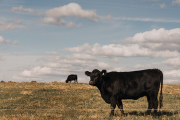 Indiana Cows grazing in a field