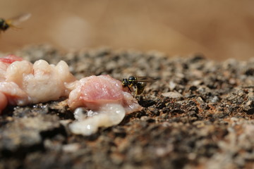 fotos de insectos varios 