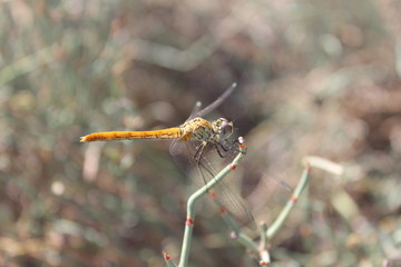 Dragonfly sits on a small branch, spread its wings