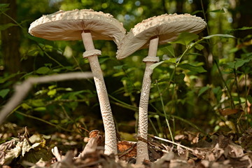Mushrooms in the autumn forest.