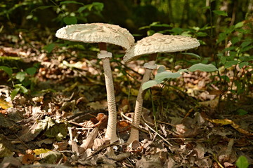 Mushrooms in the autumn forest.