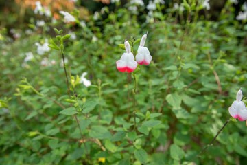 Fototapeta premium チェリーセージの花
