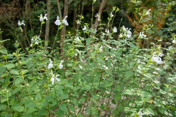 チェリーセージの花