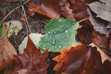 Blatt mit Regentropfen