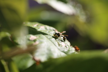fotos de insectos varios 