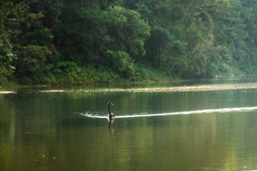 Black Swan Pang Ung Mae Hong Son Thailand