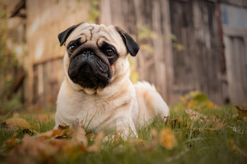Fototapeta premium mops