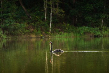 Black Swan Pang Ung Mae Hong Son Thailand