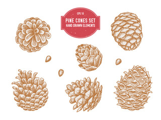 Vector collection of hand drawn pine cones