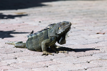 Iguana in Aruba