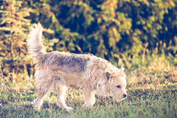 Happy mixed breed adopted dog