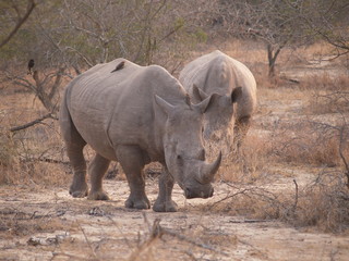 Fototapeta premium Rhinocéros