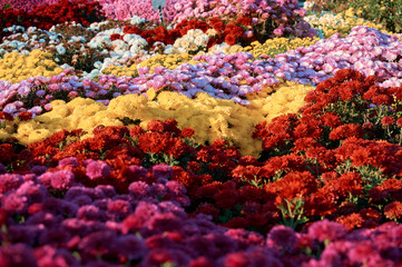 Fototapeta na wymiar background with blooming chrysanthemums