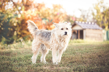 Happy mixed breed adopted dog