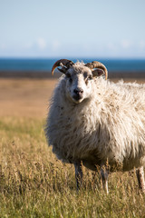 portrait of a sheep / ram in grassy countryside, Iceland