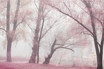 autumn forest in the morning in the fog