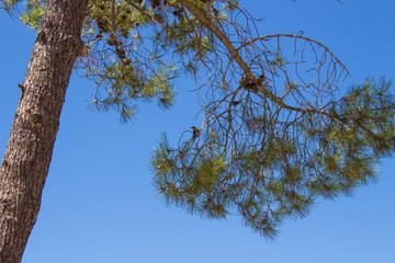 Pinus pinea (pinheiro manso) with birds at National Park Ria Formosa in Algarve, Portugal