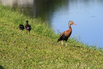 birds, white, brown, pond, rookery, Venice rookery, FL, 