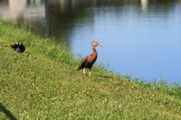 birds, white, brown, pond, rookery, Venice rookery, FL, 
