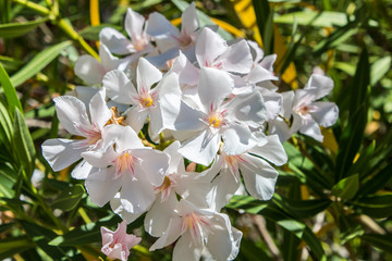 Nerium oleander, espirradeira loendro, oleandro, white