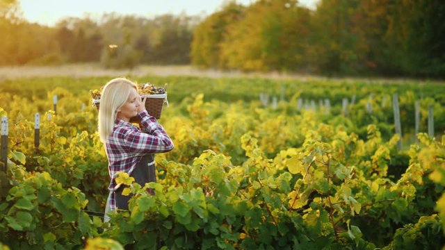 Side view: Woman farmer with a basket of grapes goes along the vine