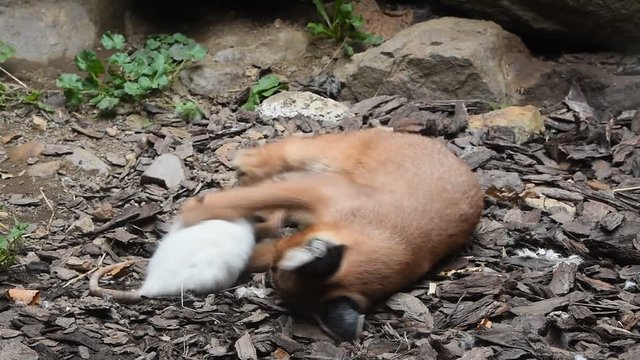 Close up of baby caracal playing with dead rat