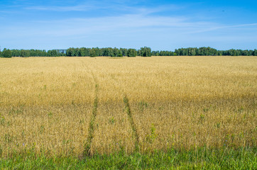 The expanses of wheat fields