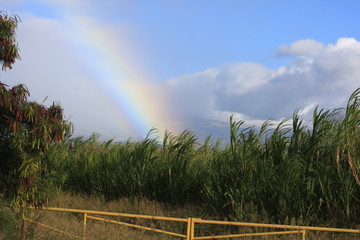 Rainbow over sugar cane