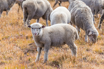 Obraz na płótnie Canvas Sheep in the Mountains