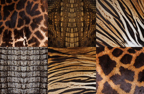 Animal Skin Patterns Images – Browse 252,705 Stock Photos, Vectors, and Video | Adobe Stock Animal Skin Patterns Images – Browse 252,705 Stock Photos, Vectors, and Video | Adobe Stock