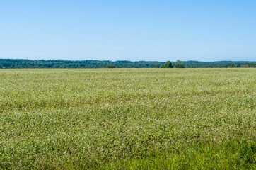 Large field with flowering buckwheat