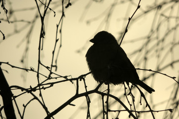  silhouette of a sparrow on a branch