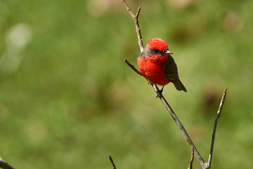 Männliches Rubinköpfchen auf einem Zweig