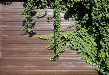 Ivy branches around an old brown metal rolling shutter with a copy space