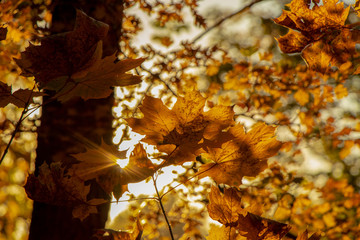 Orange maple leaves on trees and sunset sky for Autumm Background