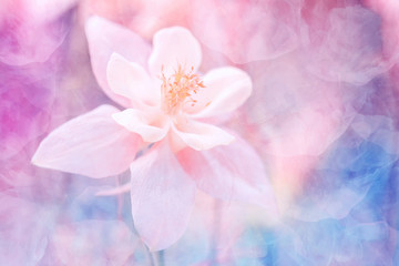 Fototapeta na wymiar Delicate pink flower on a beautiful pastel multicolored abstract background. Gentle natural color background.
