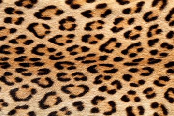 Close-up view of the skin of a leopard (Panthera pardus).