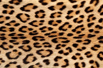 Fotobehang Vergrote weergave van de huid van een luipaard (Panthera pardus). © EcoView