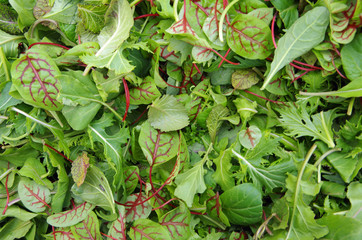  Raw field greens mesclun salad mix