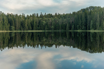 reflection on forest lake